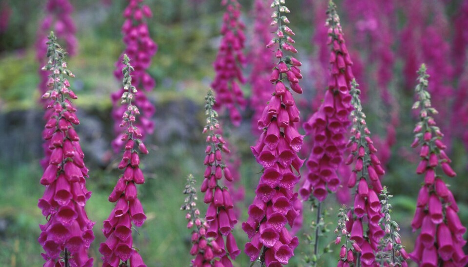 Revebjelle – hele planten er giftig.