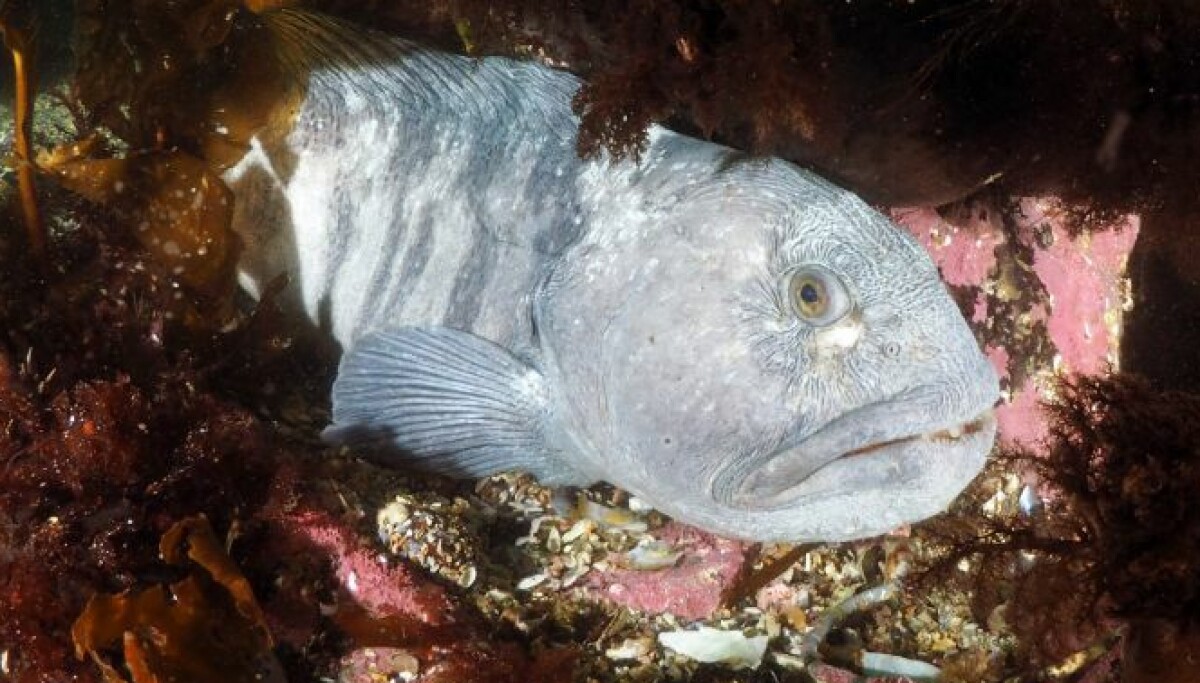 Denne fisken hjelper naturen med å komme tilbake