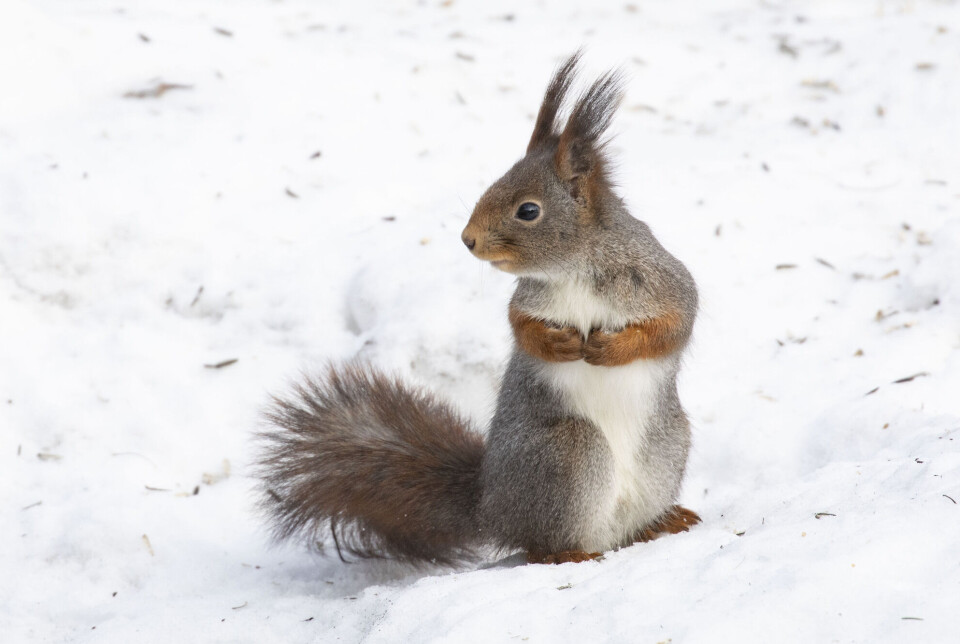 Hvorfor Er Det Jakt P Ekorn I Norge hvorfor-er-det-jakt-p-ekorn-i-norge