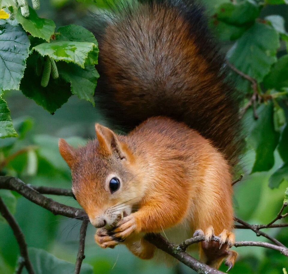 Hvorfor Er Det Jakt P Ekorn I Norge hvorfor-er-det-jakt-p-ekorn-i-norge