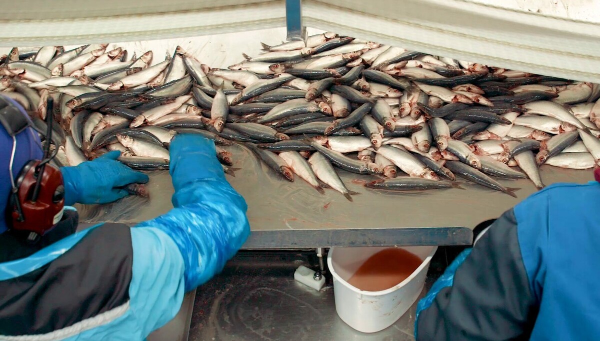 Kroppen håndterer kulde ulikt gjennom døgnet – cellene kan få «jetlag»