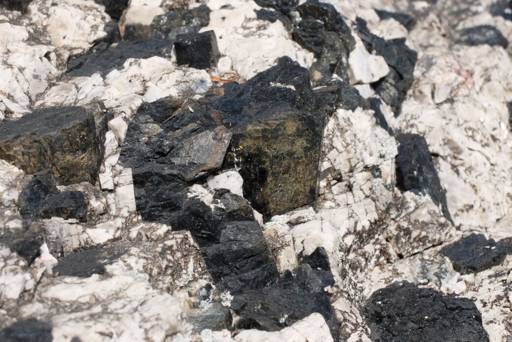 Store, svarte, velformede krystaller av mineralet ægirin på opptil fem centimeter i diameter. Mineralet er oppkalt etter havguden Ægir. (Foto: Eivind Torgersen) Store, svarte, velformede krystaller av mineralet ægirin på opptil fem centimeter i diameter. Mineralet er oppkalt etter havguden Ægir. (Foto: Eivind Torgersen)