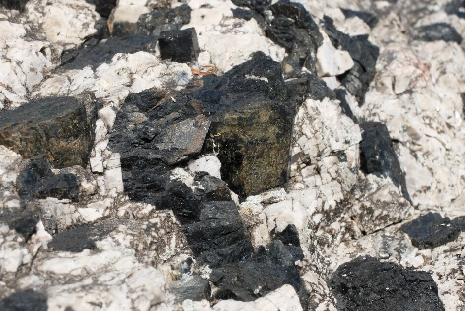 Store, svarte, velformede krystaller av mineralet ægirin på opptil fem centimeter i diameter. Mineralet er oppkalt etter havguden Ægir. (Foto: Eivind Torgersen)