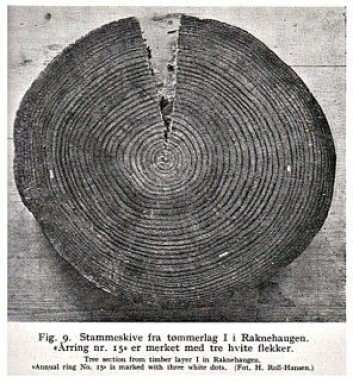 Raknehaugen på Romerike er Nordens største gravhaug. Inne i haugen er det funnet tømmerstokker som antakelig ble hugd året 551. De hvite strekene viser dermed årringen fra år 536. Legg merke til hvor smale årringene blir videre utover i treet etter dette. Bildet er tatt av forskeren H. Roll-Hansen i 1941. Om bare få uker går Frode Iversen, stipendiaten Josh Bostic og flere kolleger på nytt i gang med å forske på tømmeret fra Raknehaugen. Denne gangen med helt moderne metoder. Slik håper de å kunne slå fast hvordan temperaturen var – uke for uke – i året 536 og årene etter. Raknehaugen på Romerike er Nordens største gravhaug. Inne i haugen er det funnet tømmerstokker som antakelig ble hugd året 551. De hvite strekene viser dermed årringen fra år 536. Legg merke til hvor smale årringene blir videre utover i treet etter dette. Bildet er tatt av forskeren H. Roll-Hansen i 1941. Om bare få uker går Frode Iversen, stipendiaten Josh Bostic og flere kolleger på nytt i gang med å forske på tømmeret fra Raknehaugen. Denne gangen med helt moderne metoder. Slik håper de å kunne slå fast hvordan temperaturen var – uke for uke – i året 536 og årene etter.