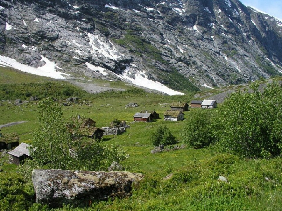 Storesætra i Stryn (Sogn og Fjordane) slik den ser ut i dag. Dette landskapet har folk brukt helt siden steinalderen. Pollenprøvene ble tatt opp av bakken omtrent midt på sætra. (Foto: Kari Hjelle)