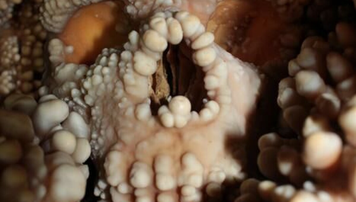 Neandertaleren falt ned i en hule og døde. Der ble han funnet over 100.000 år senere