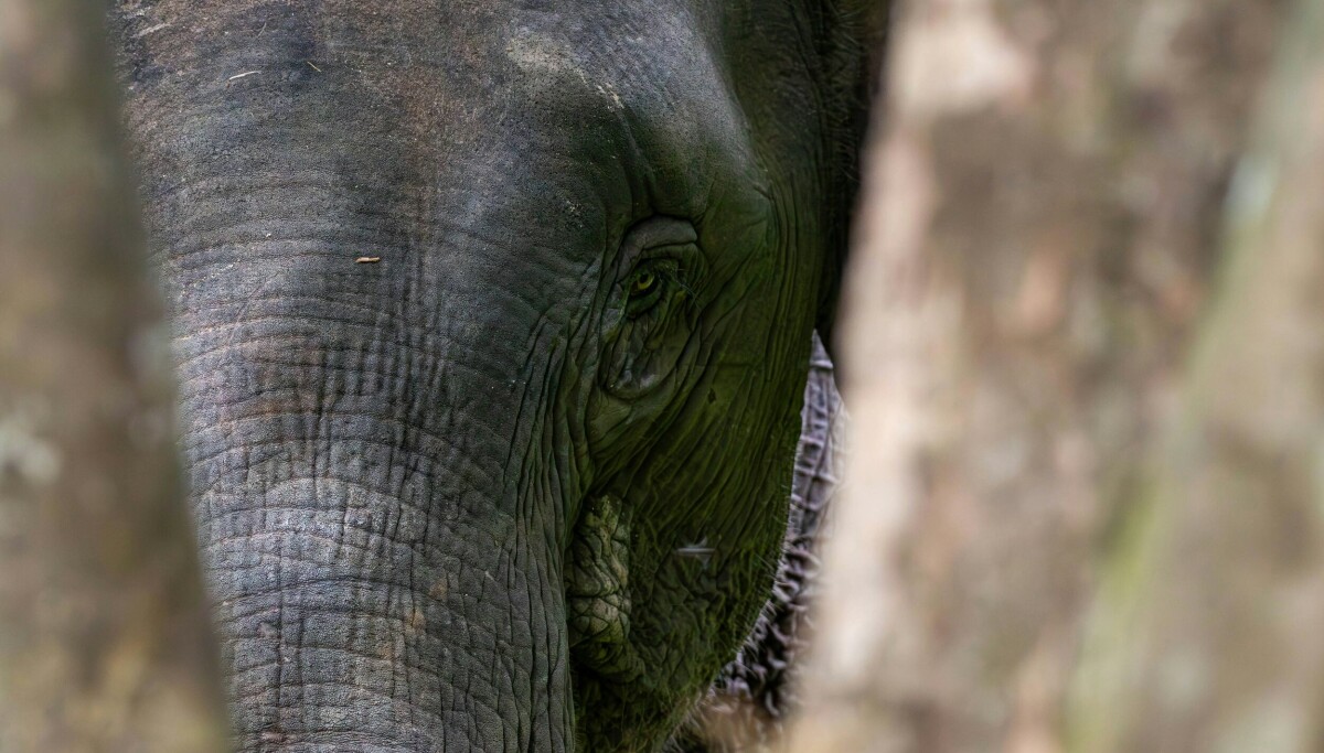 Nå samles verden for å redde dyr og planter: Handel og smugling truer sjeldne arter