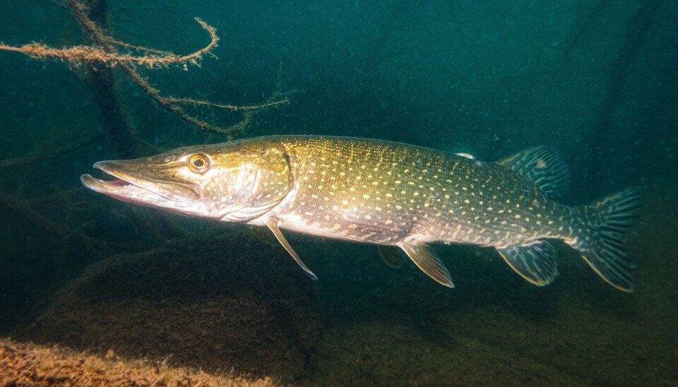 Fisk på beroligende medisin ble mindre redde for gjedde
