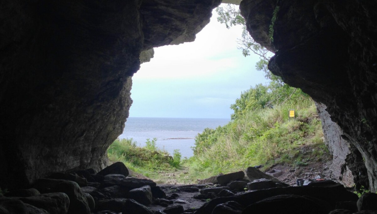 Mennesker og ulver kan ha bodd sammen på svensk øy