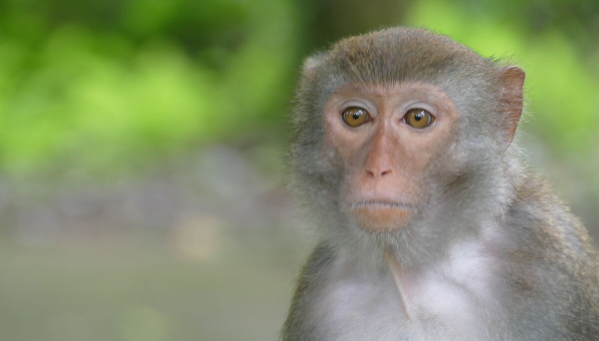 Forskere lærte apene noe de trodde var unikt for mennesker og fugler