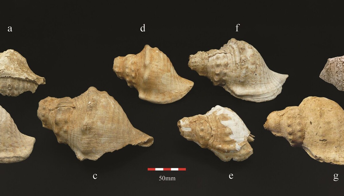 Se forskeren spille på en mange tusen år gammel konkylie-trompet