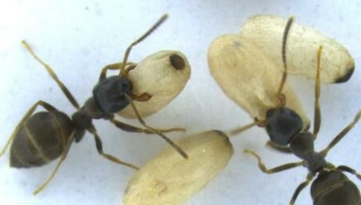 Unge maur ofrer seg selv for å beskytte kolonien mot sykdom