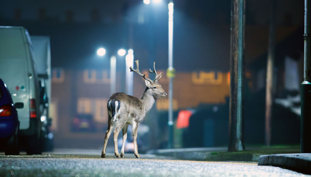 Når ville dyr ikke kan flykte fra oss i rom, hender det de rømmer i tid, ifølge en ny studie. (Foto: Mark Bridger, Shutterstock / NTB scanpix) Når ville dyr ikke kan flykte fra oss i rom, hender det de rømmer i tid, ifølge en ny studie. (Foto: Mark Bridger, Shutterstock / NTB scanpix)