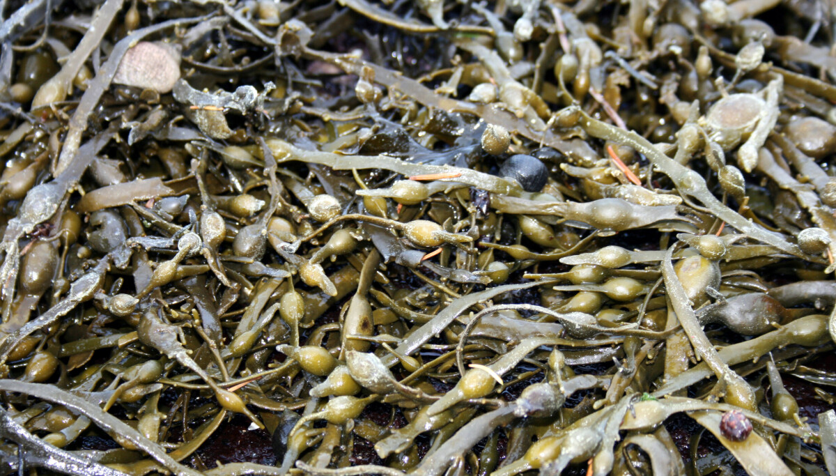 Dette kosttilskuddet kan gi skadelige mengder jod