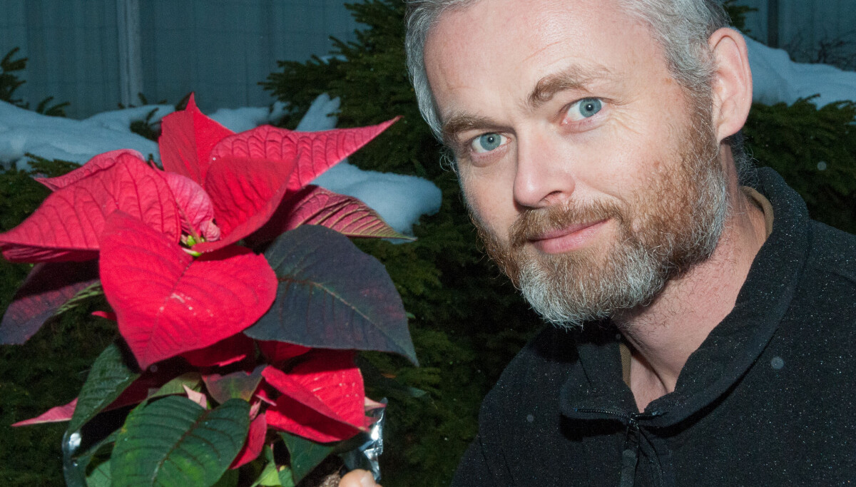 Julestjerne-forsker: – Jeg kjøper den aldri i dagligvarebutikken