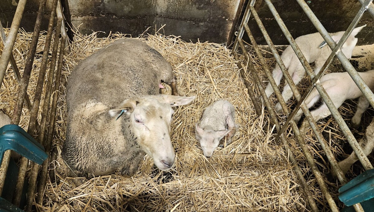 Slik kan du sjekke at du velger mat fra dyr som har hatt det godt