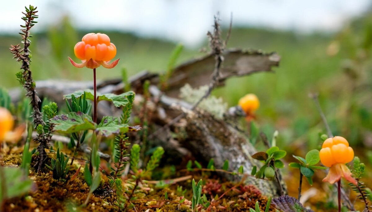 Forskerne har gjort en kuriøs oppdagelse om molter