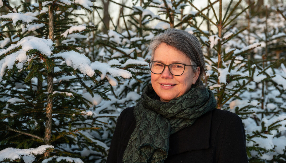 Forskere reagerer på nordmenns interesse for plastjuletrær