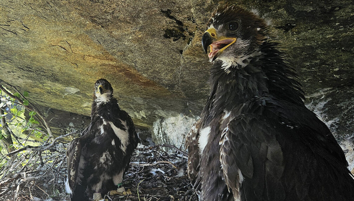 Her kom det flest nye kongeørner i fjor