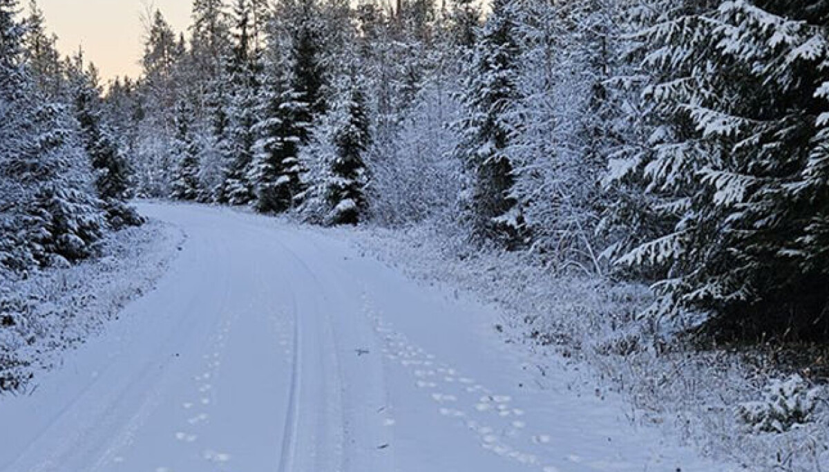 Hittil i vinter: Påvist fire ulveflokker i Norge