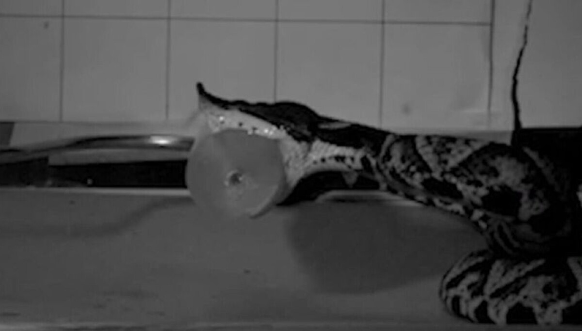 Aldri før vist: Slangebitt filmet i sakte film