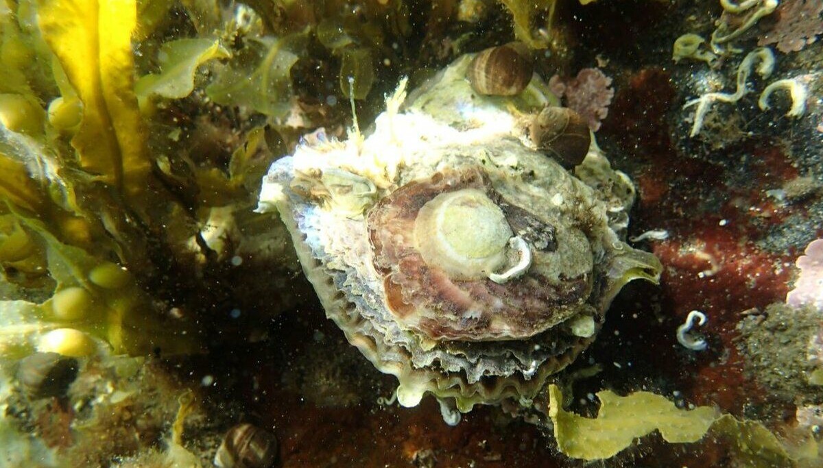 Norge har sluppet unna, men nå er parasitten oppdaget i Sverige