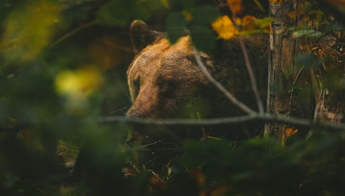 Slik finner forskerne rovdyrene i Norge: – Vi kan ikke bare gå ut og telle