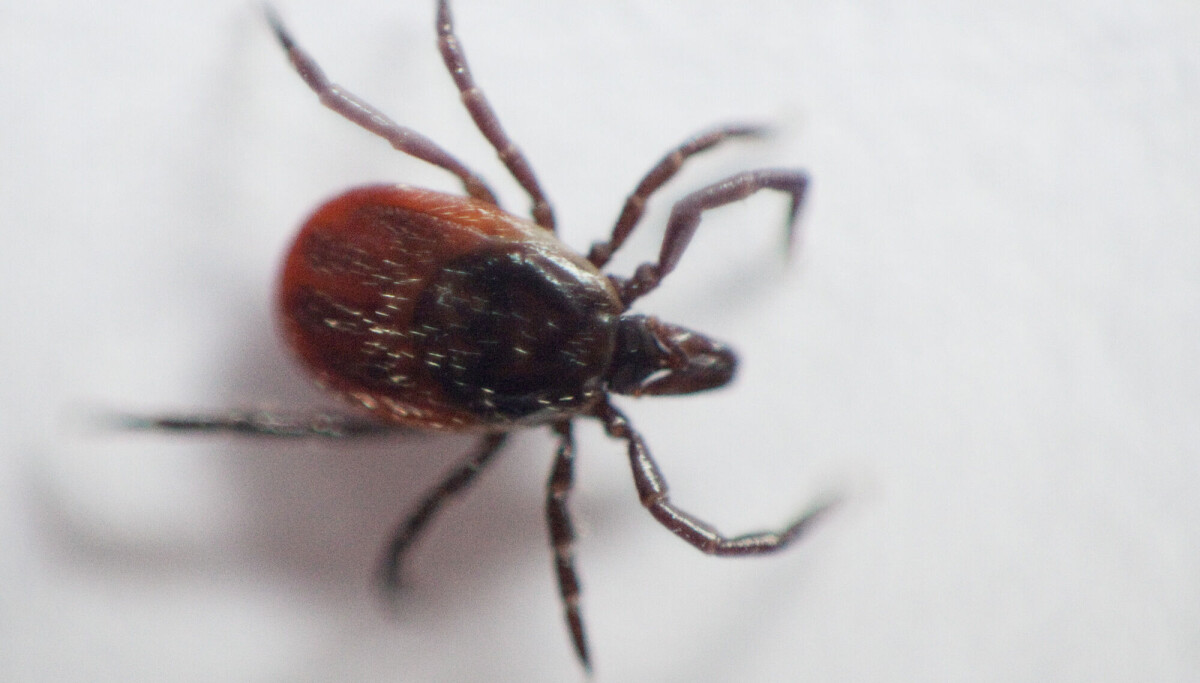 Ett år etter flåttbittet sliter mange TBE-pasienter fremdeles