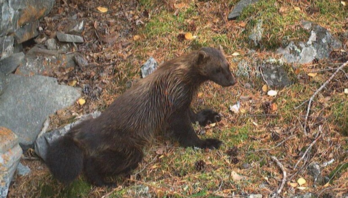 Så mange jerv er det i Norge nå