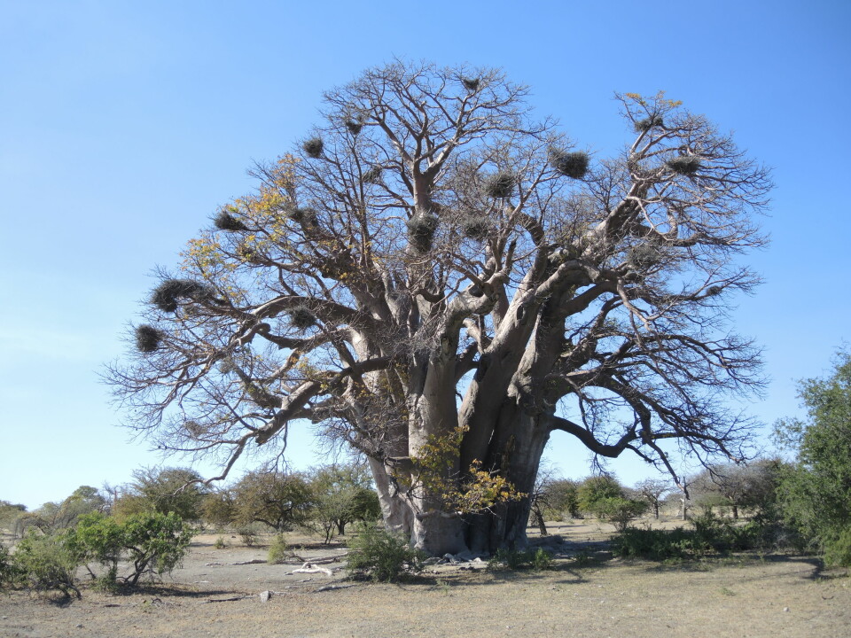 Dette er Chapman-baobaben, før den klappet sammen i 2016. Den var rundt 1400 år gammel. (Foto: A. Patrut)