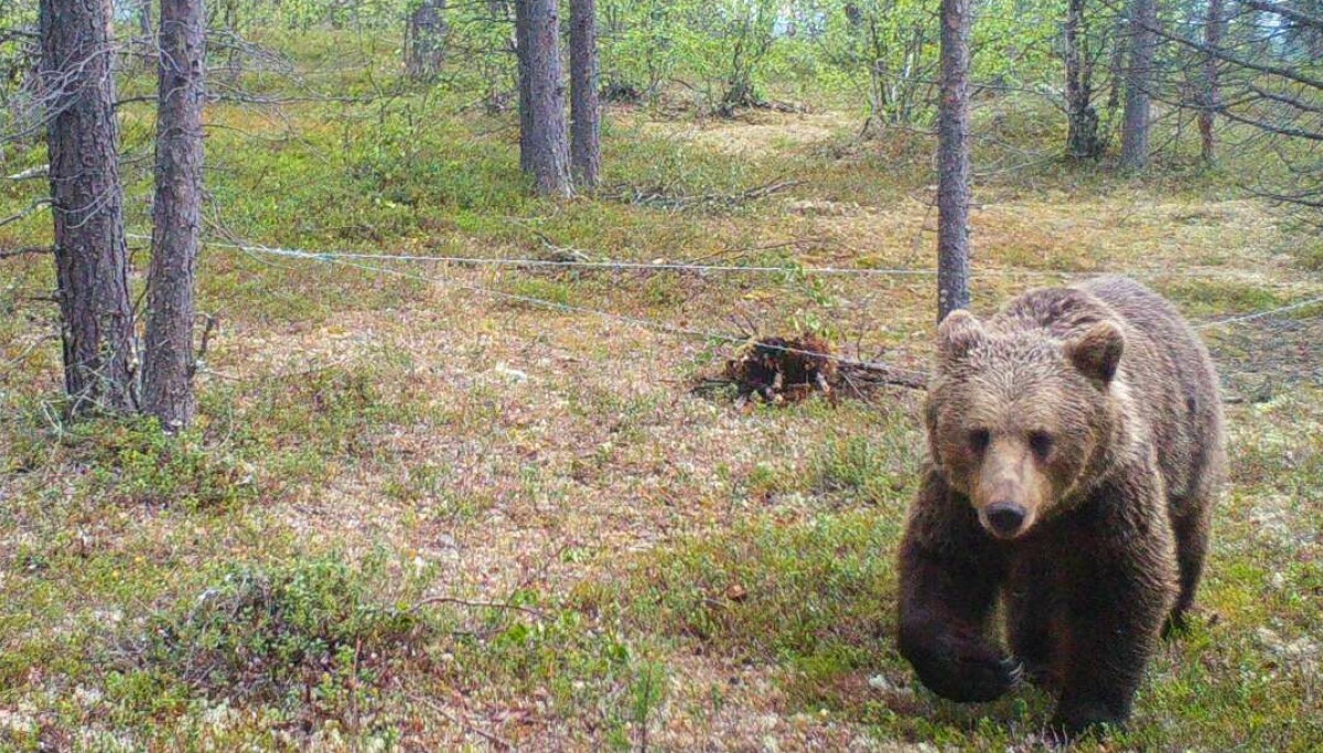 Hårfeller gi svar om brunbjørn: – Det er færrest bjørner i nærheten av Karasjok sentrum