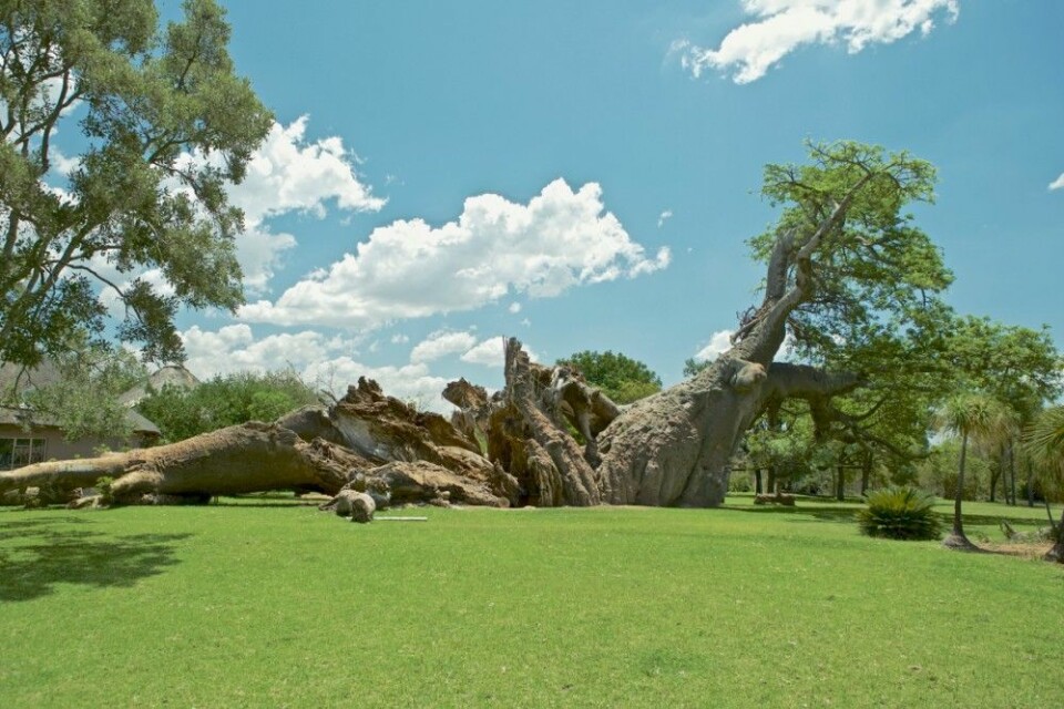 Sunland-baobaben etter kollapsen. (Foto: A. Patrut)