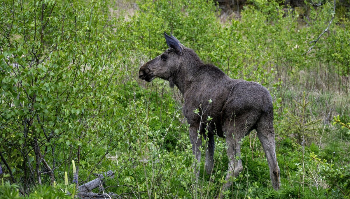 Når maten svikter, svekkes elgen i flere generasjoner