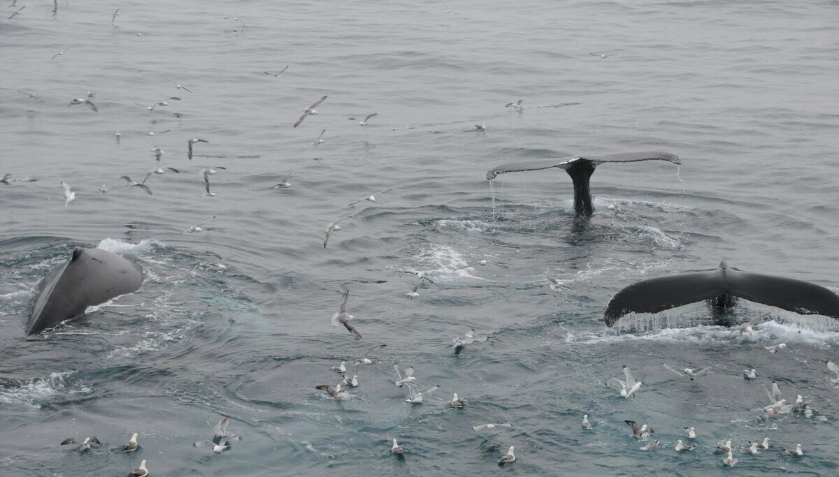 Tek kvalen fisken frå fiskarane?