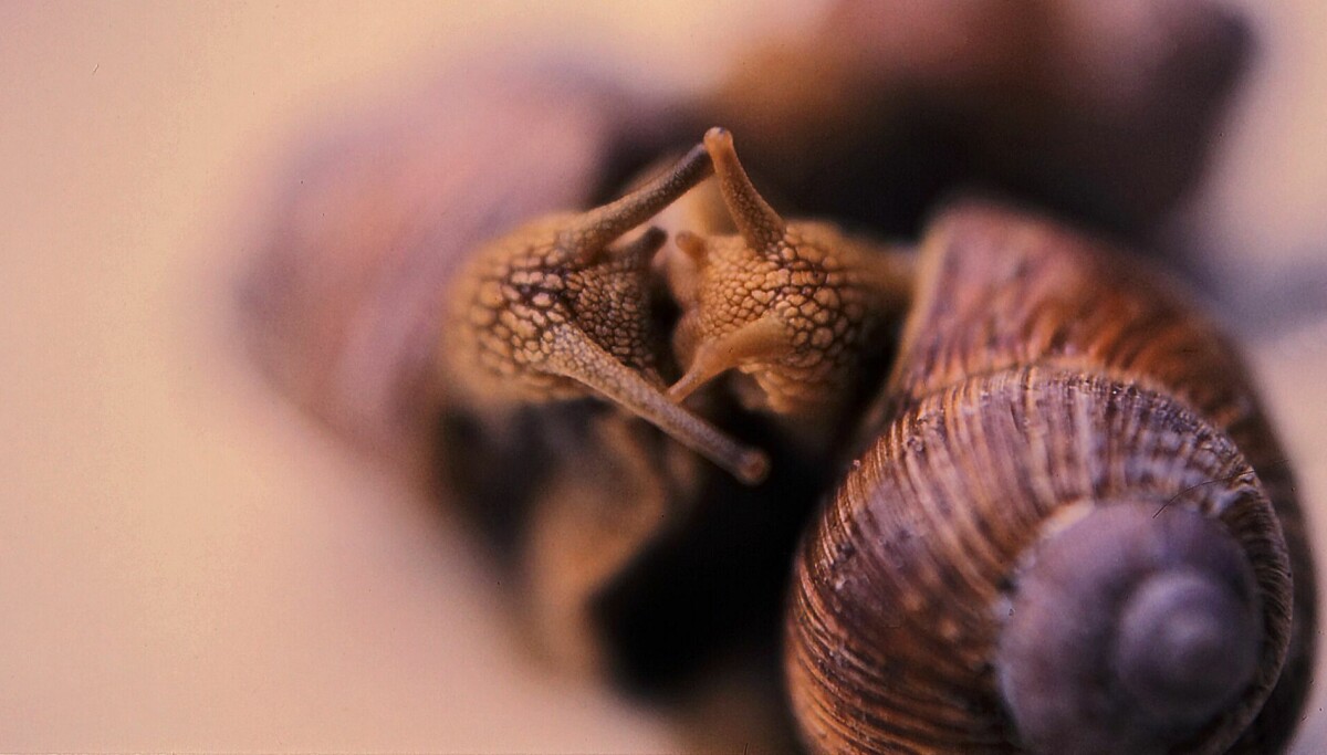 Hos mange arter er partnervalg blodig alvor