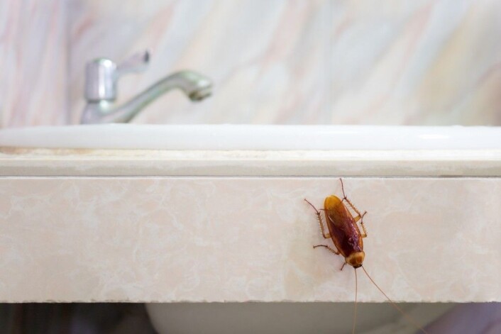 Hvor avskyelig er en kakerlakk? Det var et av spørsmålene deltakerne ble bedt om å svare på. (Foto: Poravute Siriphiroon, Shutterstock/NTB scanpix) Hvor avskyelig er en kakerlakk? Det var et av spørsmålene deltakerne ble bedt om å svare på. (Foto: Poravute Siriphiroon, Shutterstock/NTB scanpix)