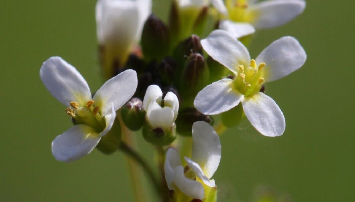 Forskere undersøker hvordan planter reagerer på stress