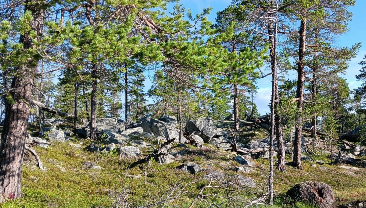 Noen steder hogges det mer skog enn det vokser til: – Vi kan ikke fortsette slik for alltid