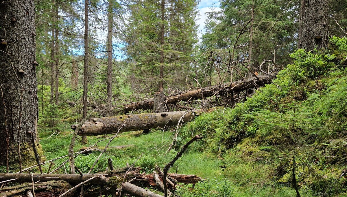 Så mye mer karbon tar urskog opp: 211 år med Sveriges utslipp