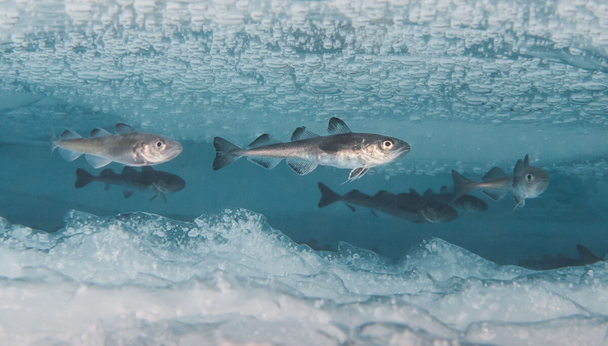 Under isen har fisken vært skjermet av mørket. Hva skjer når isen nå smelter?