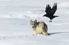 Grå ulv i snøen med en ravn som flyr forbi bak den.