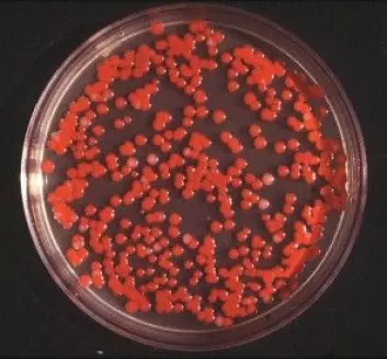 Dette er bakterien som har laget knallrødt pigment i en agar-kultur. (Foto: Creative Commons Attribution-Share Alike 3.0 Unported)