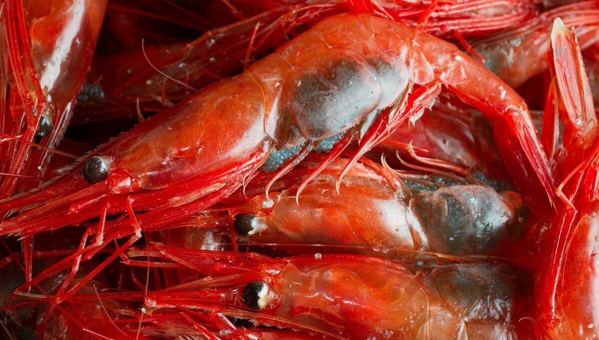 Rekelarver i Nord-Norge drar gjerne på langfart