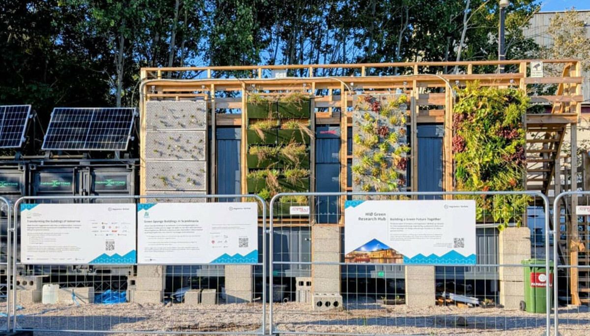 Svampebygg: Vegger av planter kan dempe flomskader i byene