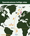 Kart over Atlanterhavet med piler som viser spermhvalenes migrasjonsruter.