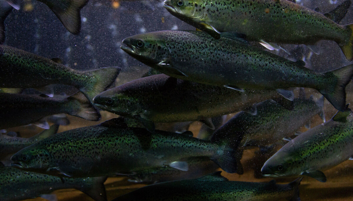 Undersøkelse: Folk flest har lite kunnskap om hva laksen spiser