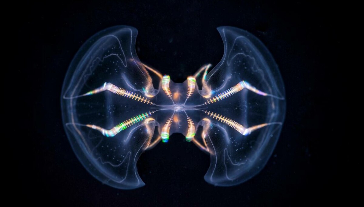 Dette havdyret får forskere til å tenke nytt om hjernens opprinnelse