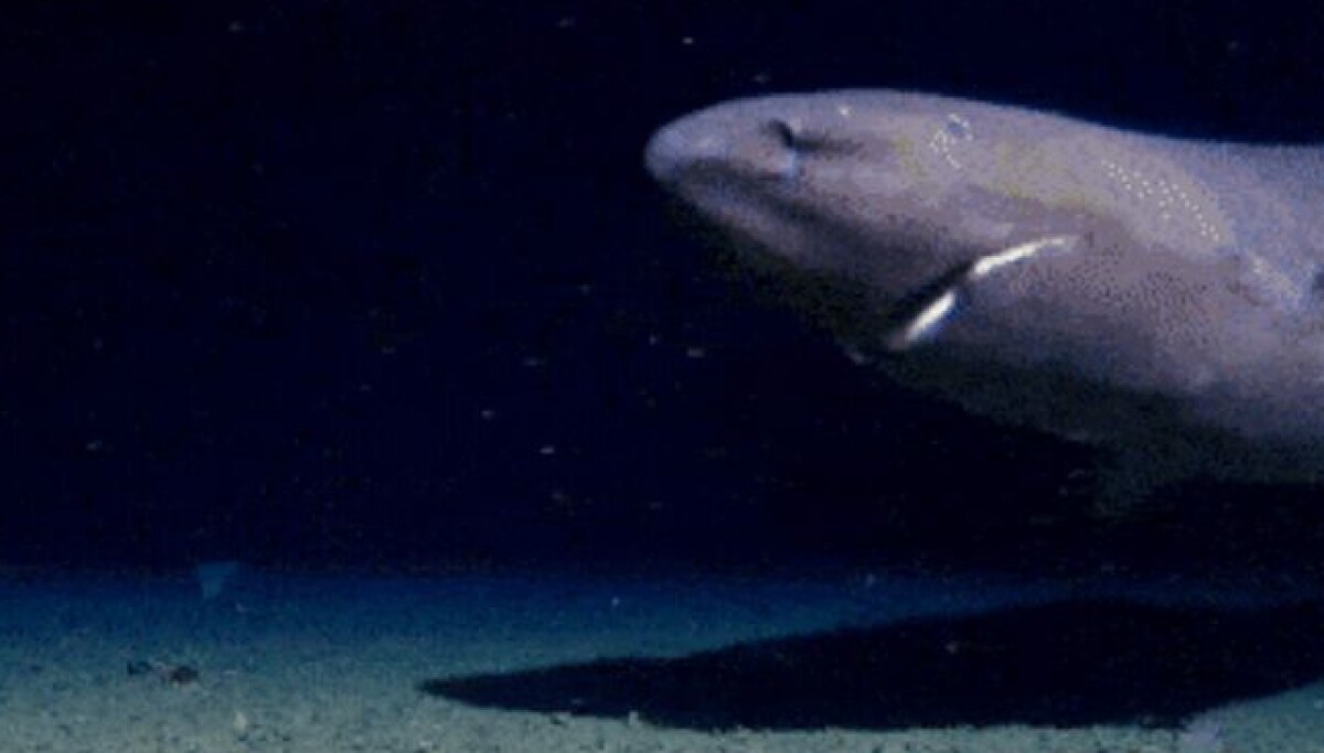 Hai filmet for første gang i Antarktis – hva kan være forklaringen?