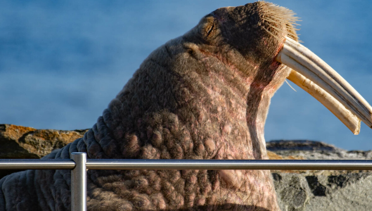Fikk hvalross på besøk: Avslører noe om hvordan mange av oss forholder oss til natur
