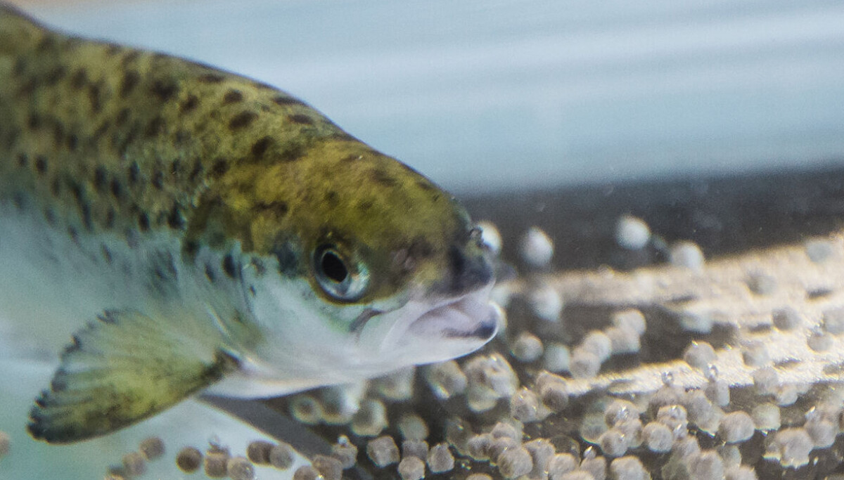 Ny metode kan gi friskere laks og mindre sink i miljøet